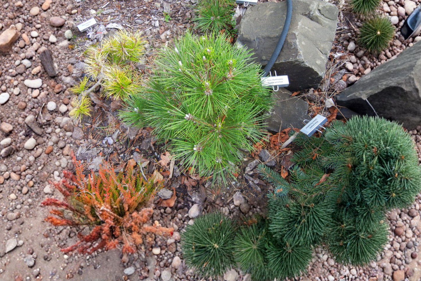 Japanese Black Pine Bonsai Tree 12" Tall – Pinus thunbergii ‘Kyokko Yatsubusa’ Dwarf Evergreen in 1 Gallon Pot