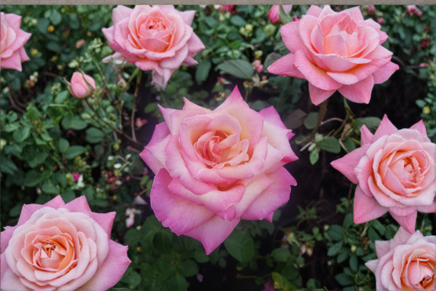Kordes Perfecta Hybrid Tea Rose Live Plant 1 Gallon Everblooming Rose Bush for Garden Landscape