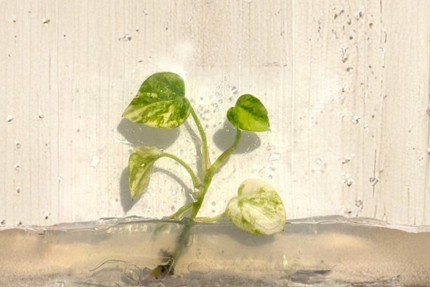 Anthurium Papi Magnificum Variegated Live Tissue Culture Plant – Rare Tropical Houseplant in 3 Inch Pot