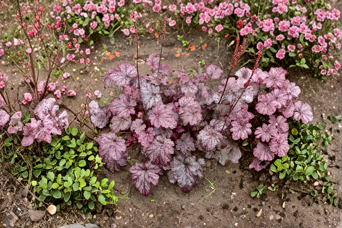 Heuchera Carnival Black Olive Live Plants – 3 Rooted Perennial Starters in 1 Qt Pots, Dark Foliage, Compact Growth, Heuchera 'Carnival Black Olive'