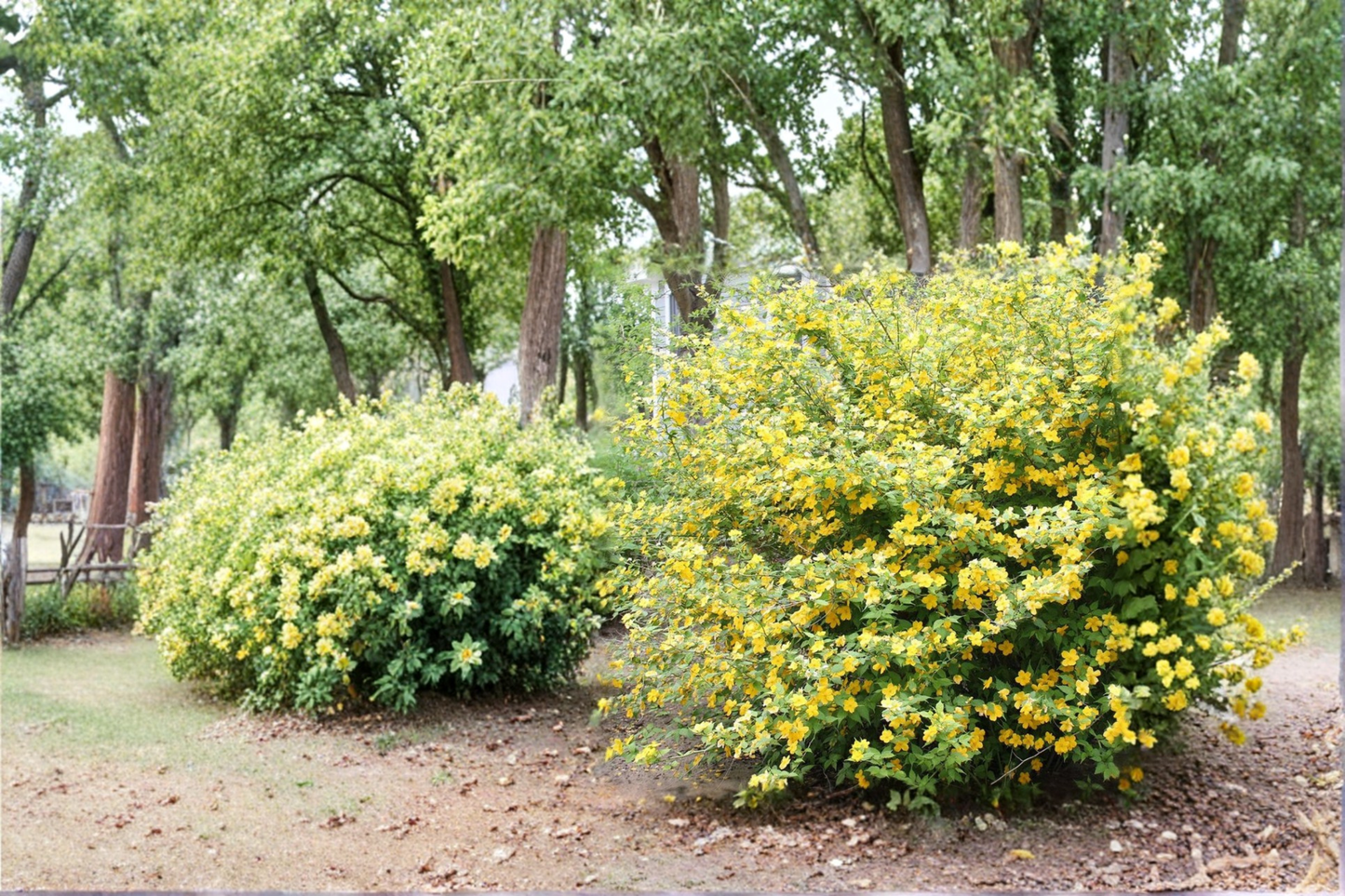 Japanese Kerria Kerria japonica 'Golden Guinea' Live Plant in 4 Inch Pot, Yellow Flowering Shrub for Garden Borders