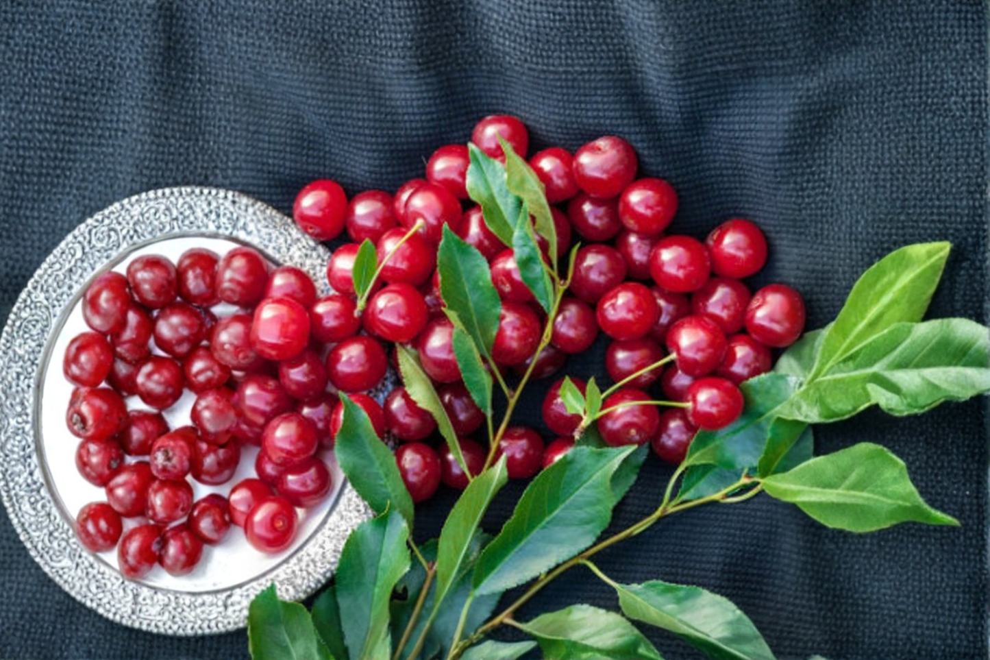 Dwarf Stella Cherry Seeds – Sweet Red Fruit Tree for Garden & Container Growing – Prunus avium