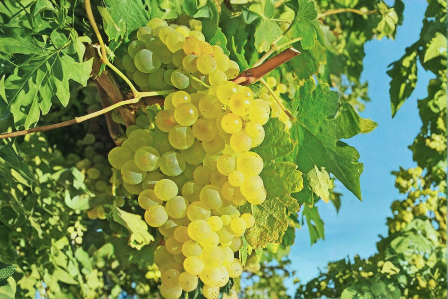 Thompson Seedless White Grape Vine Live Plant, 3 Gallon, Fruit Climbing Vine for Garden, Vineyard, Table Grapes, Vitis vinifera