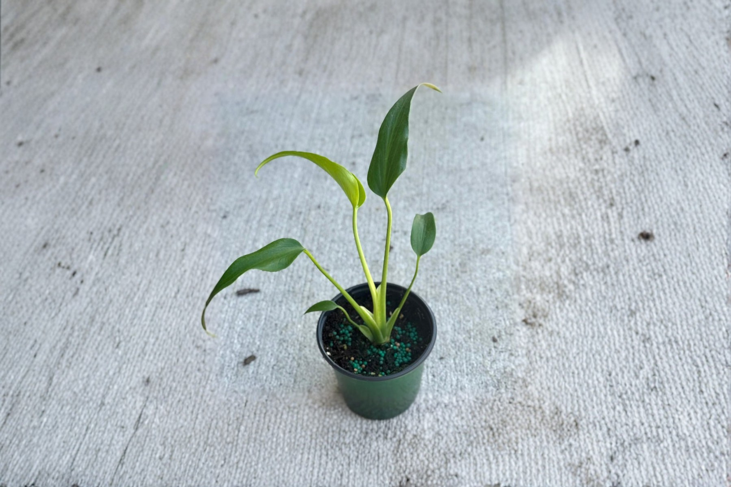 Monstera Burle Marx Flame Live Plant, Rare Tropical Indoor Houseplant, Rooted Starter, Decorative Climbing Foliage