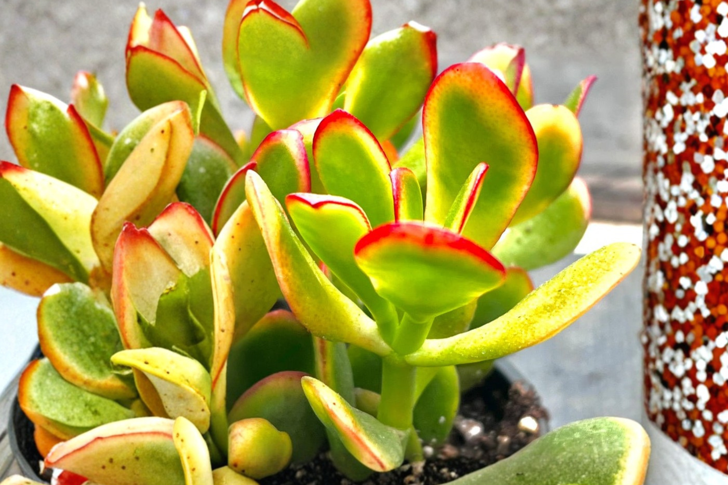 Sunset Jade Variegated Crassula Ovata Succulent Plant – 4 Inch Pot Indoor Outdoor Decor & Gift