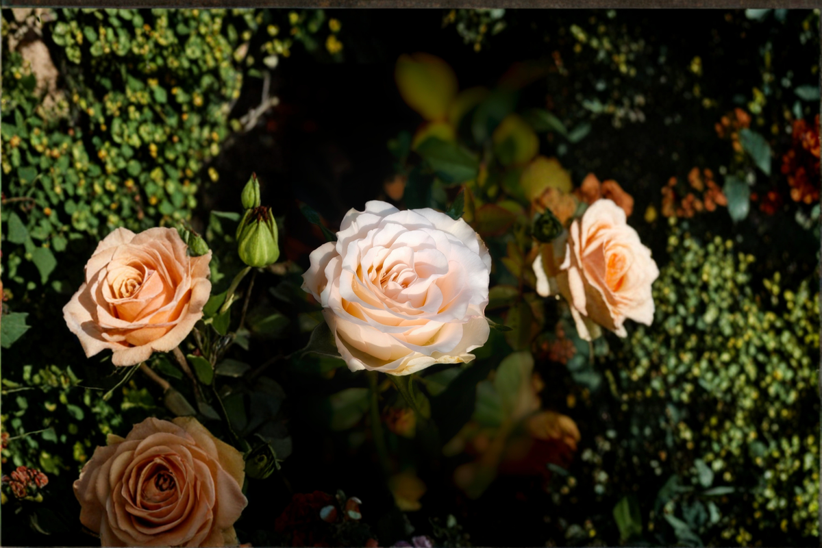 Moonlight in Paris Rose Live Starter Plant – Hybrid Tea Rose Bush for Gardens and Containers
