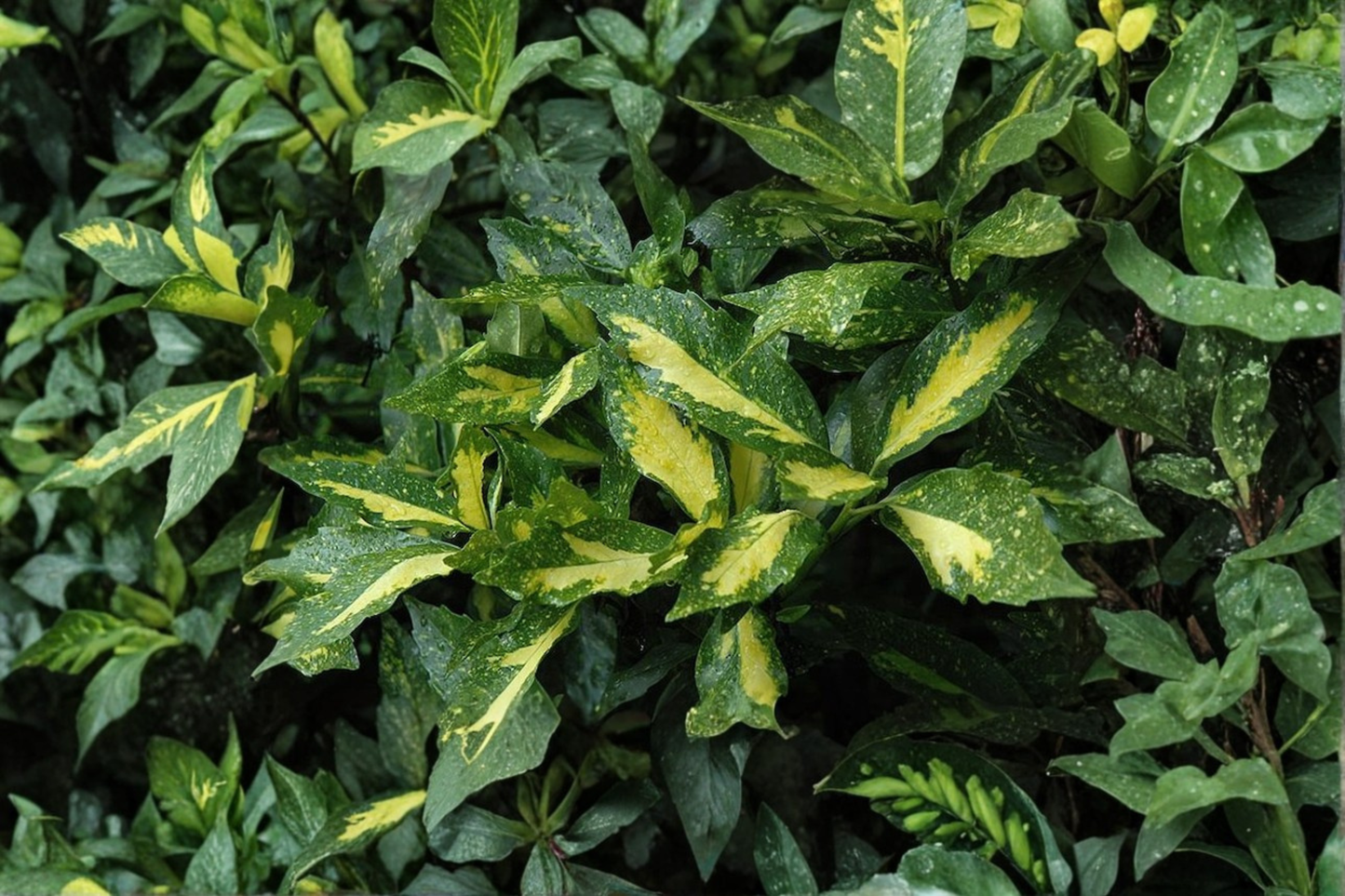 Spotted Laurel Live Plant, 3 Gallon Pot, Variegated Aucuba japonica 'Picturata', Evergreen Shade Shrub