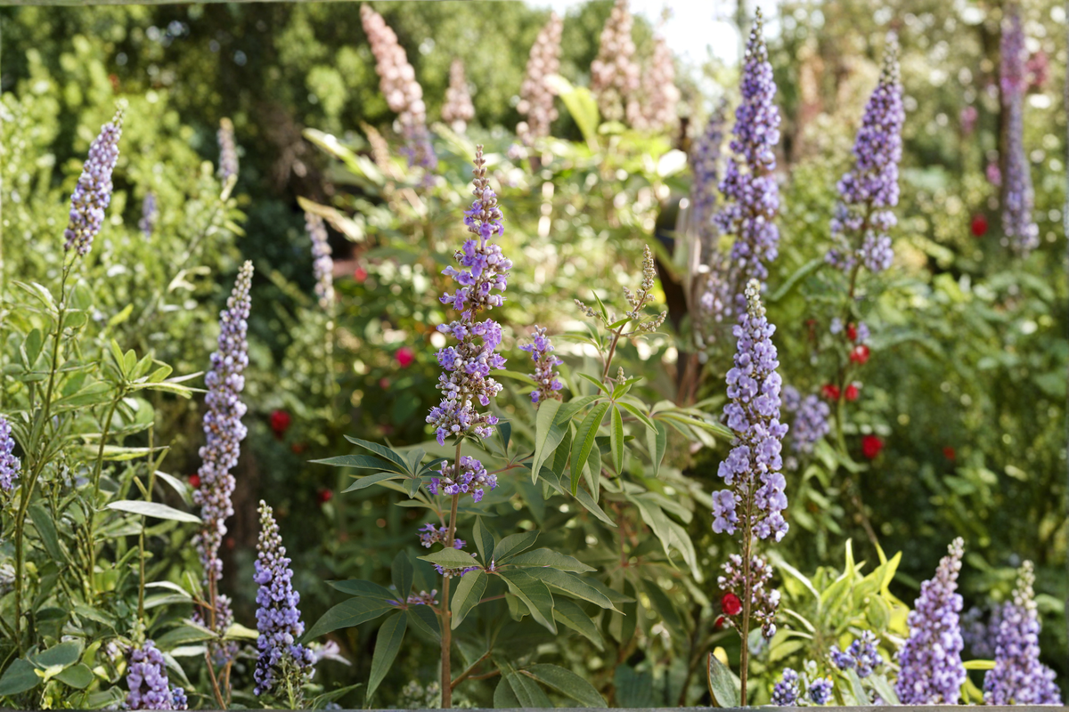 Vitex agnus-castus Tree Live Plant, 2-4 ft Purple Flowering Ornamental Landscape Tree
