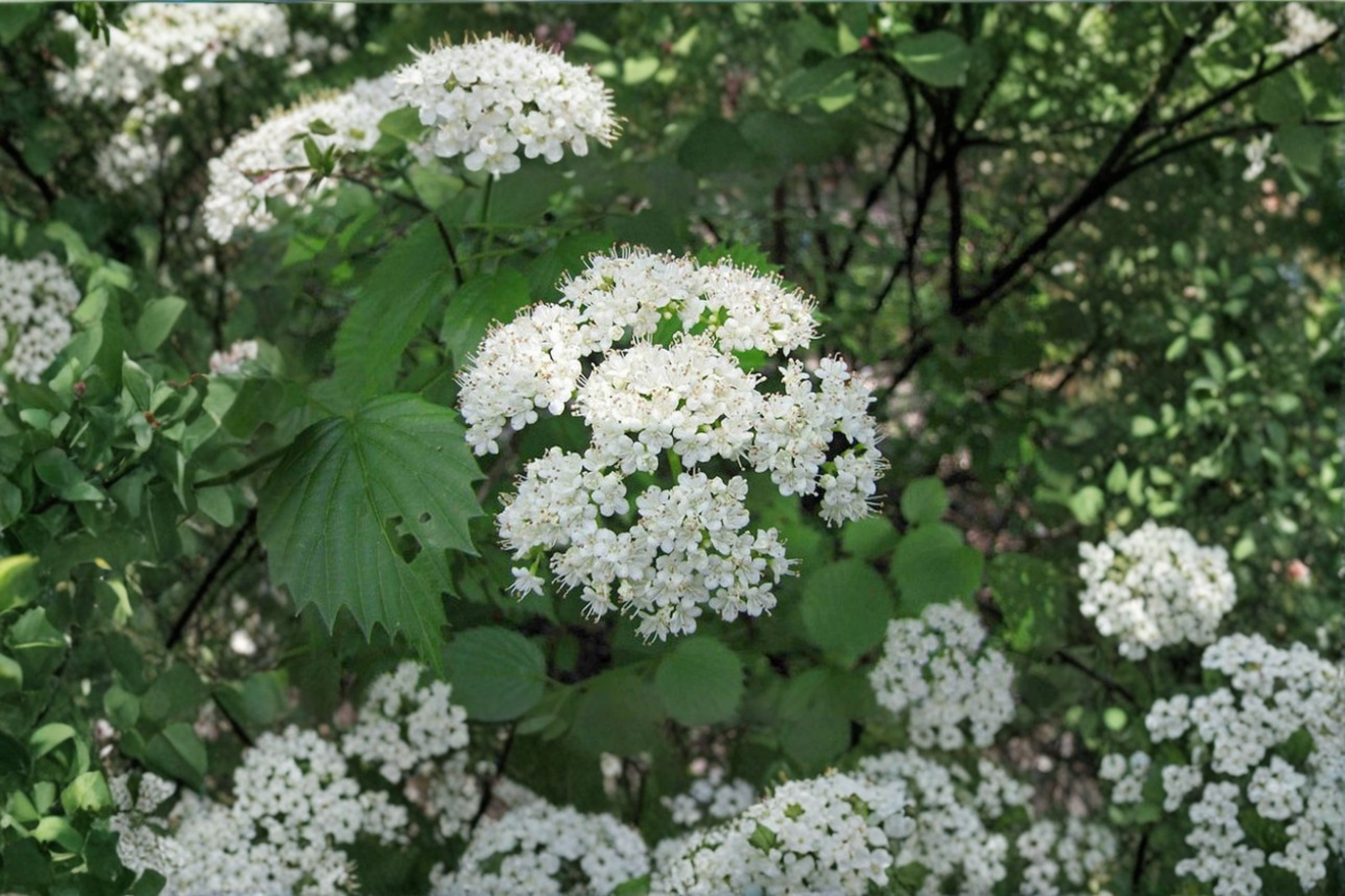 Arrowwood Viburnum Live Plant 1 Gallon Pot – Native Shrub with White Flowers for Hedges & Landscaping Viburnum dentatum