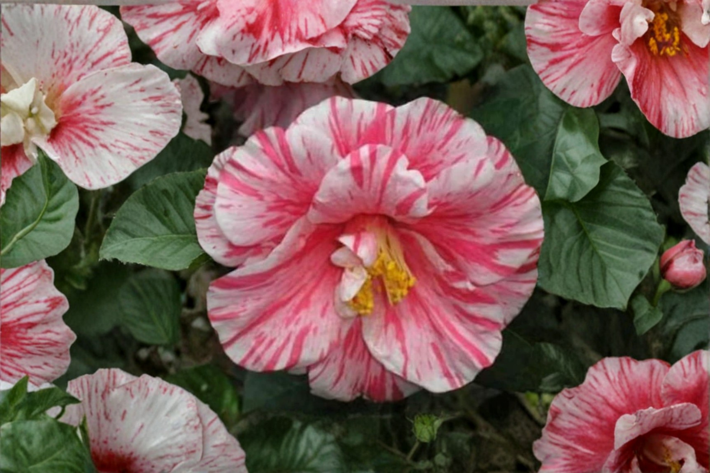 Japanese Camellia Kick Off Live Plant – Pink Flowers, Evergreen Shrub, 3-Gallon Pot, Camellia japonica