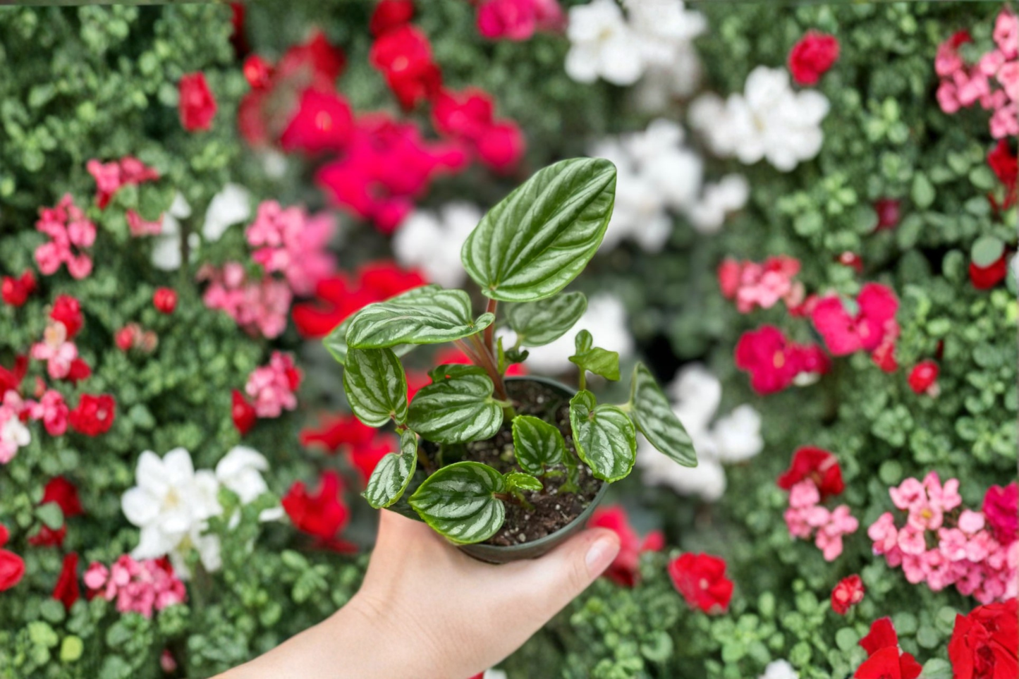 Peperomia Ecuador Live Plant, 4-Inch Rooted Indoor Houseplant, Rare Tropical Foliage, Easy Care, Decorative Plant for Home & Gift