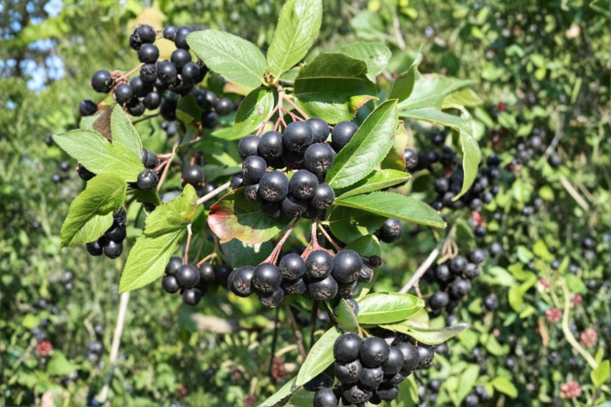 Black Chokeberry Viking Live Plant 4 Inch Pot | Edible Black Berries, White Spring Flowers, Red Fall Foliage | Aronia melanocarpa