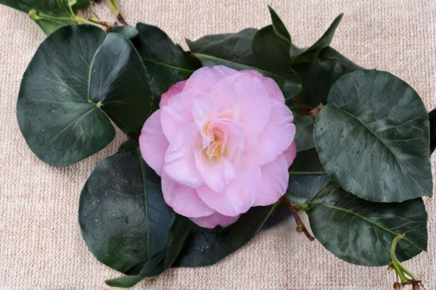 Camellia japonica ‘Dr. Tinsley’ Live Plant – 1 Gallon Pink Flower Evergreen Shrub for Garden, Hedges, Shade Landscaping