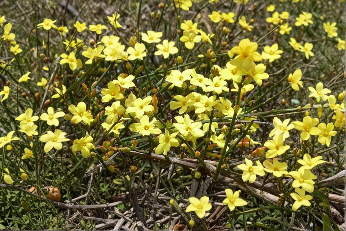 Winter Jasmine Live Plant 3 Gallon Pot Jasminum nudiflorum Yellow Flowers Ornamental Vine Shrub Garden Plant