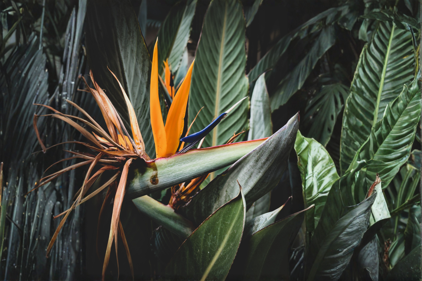 Orange Bird of Paradise Live Plant in 4-Inch Pot – Strelitzia reginae