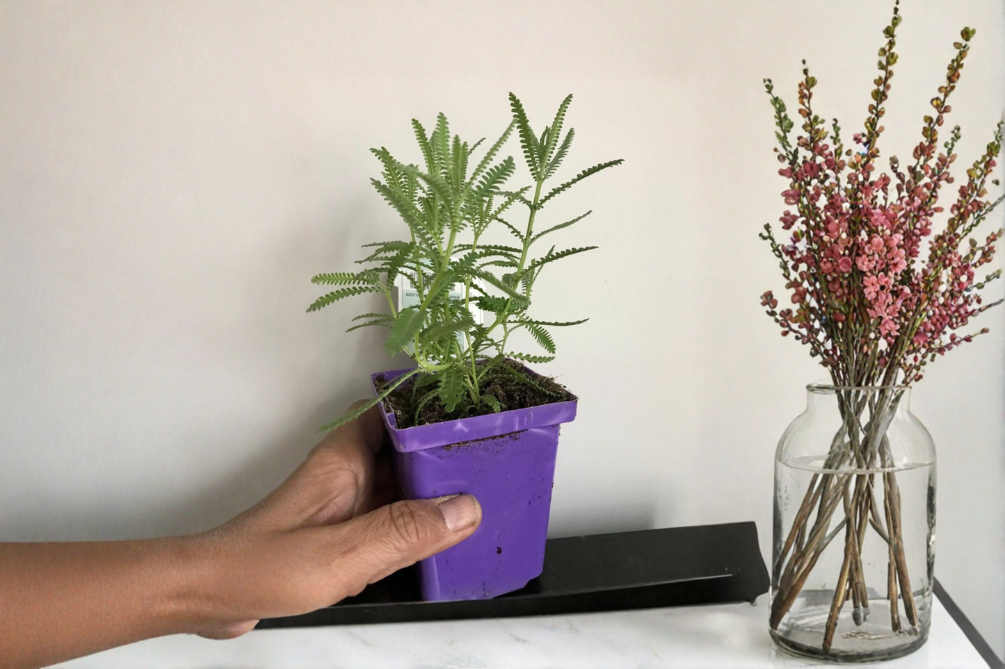 French Lavender Live Plant | 5-8 Inches Tall | Lavandula multifida | Ornamental Garden Perennial
