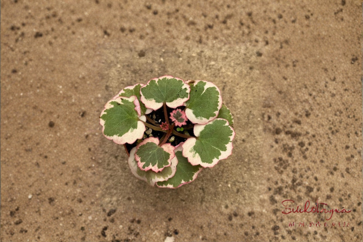 Strawberry Begonia Live Plant – Trailing Indoor Houseplant with Red Pink Foliage – Saxifraga stolonifera in 2 Inch Pot