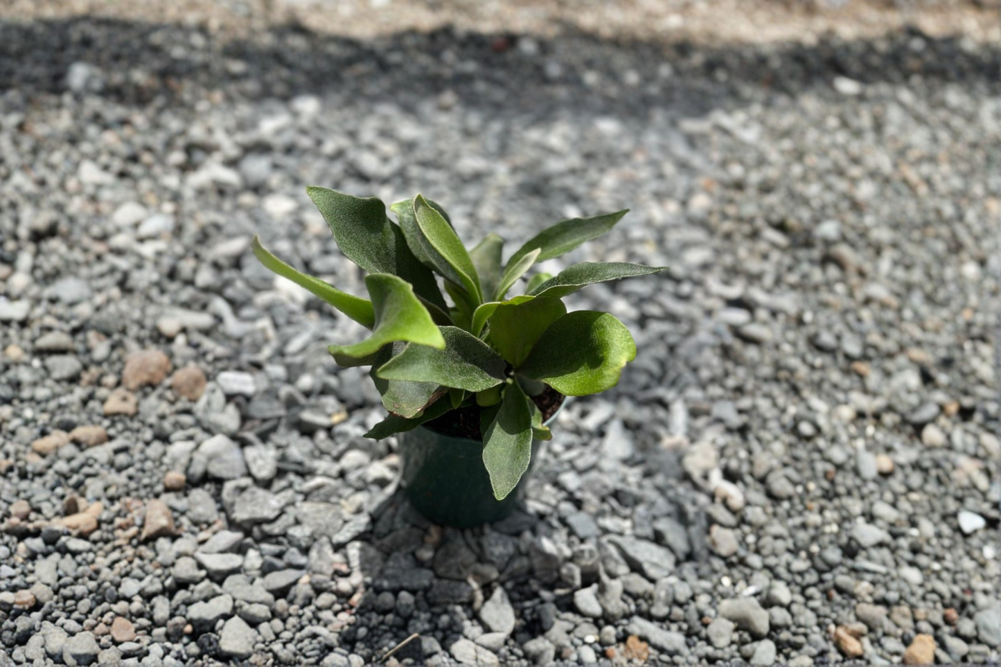 Staghorn Fern Live Plant in 4-Inch Pot, Fully Rooted Platycerium Fern, Indoor Houseplant, Unique Antler-Shaped Foliage, Tropical Fern Gift