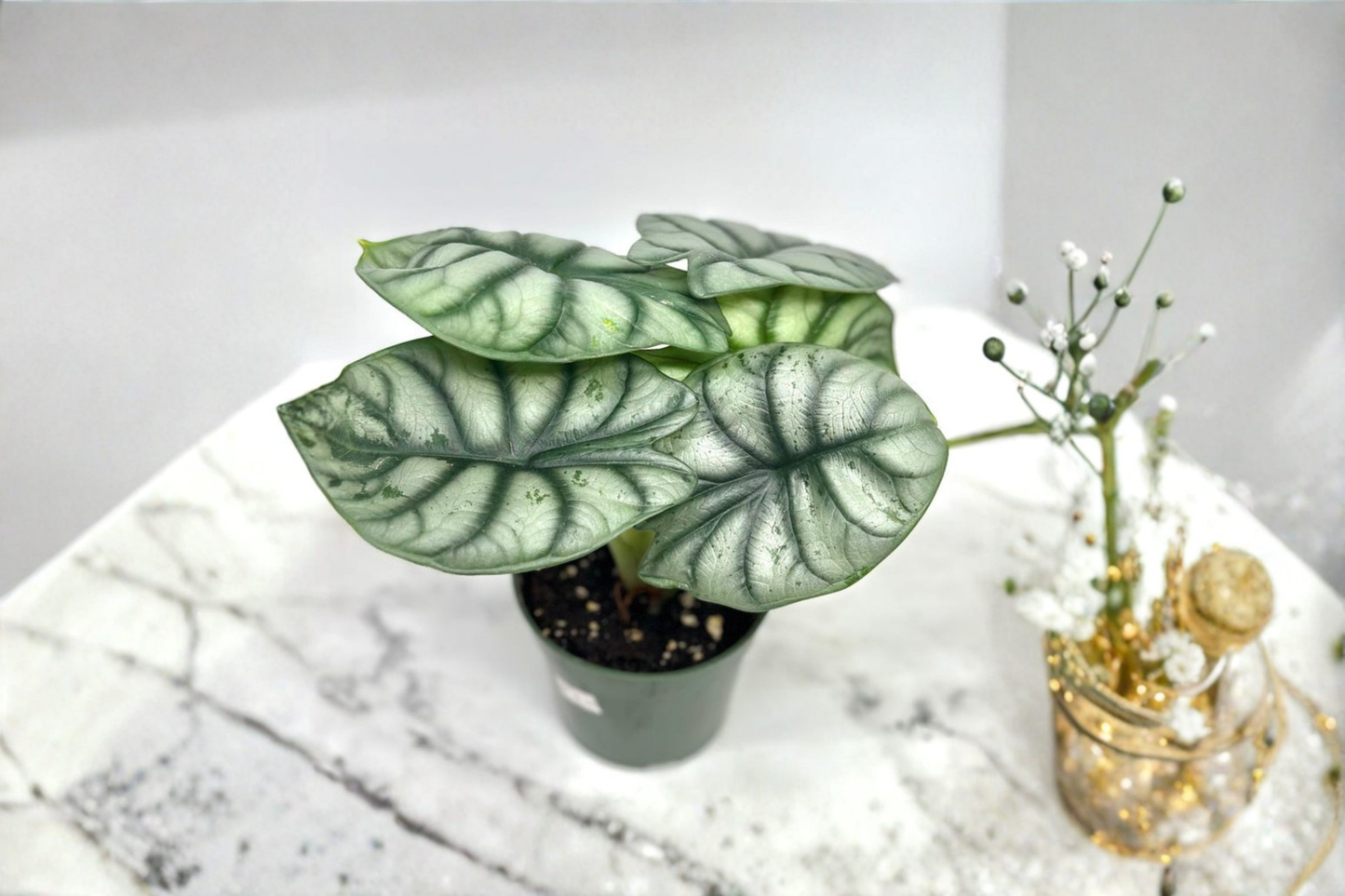 Alocasia Silver Dragon Live Plant | 4-Inch Pot | Silver Green Textured Foliage | Indoor Houseplant | Alocasia baginda