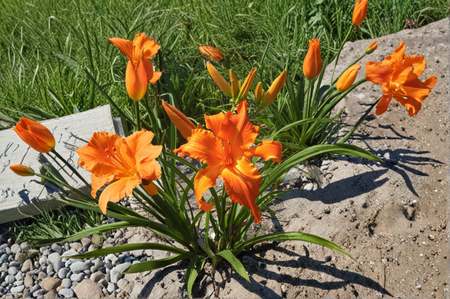 Daylily Primal Scream Bare Root Plants – Bright Orange Perennial Flowers for Summer Garden, Hemerocallis