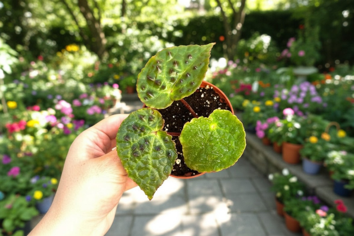 Begonia Ferox Live Plant, 4-Inch Pot, Rare Spiked Foliage, Tropical Houseplant, Indoor Plant, Begonia ferox