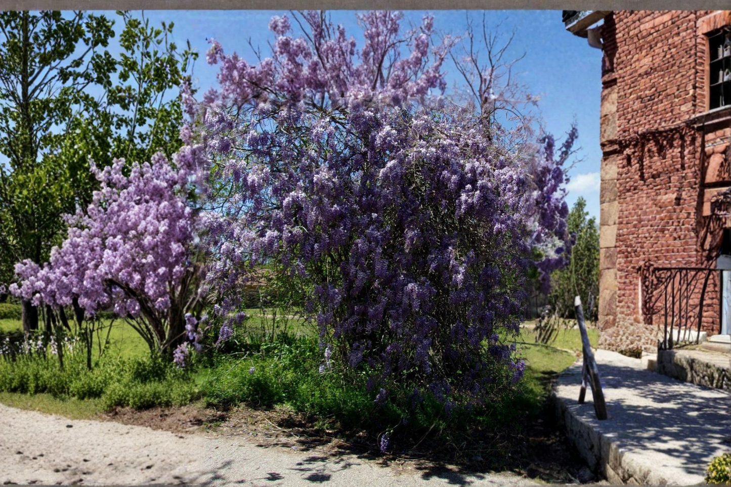 Purple Wisteria Vine Live Plant, 2-Gallon Climbing Flowering Vine for Garden Trellis & Landscape