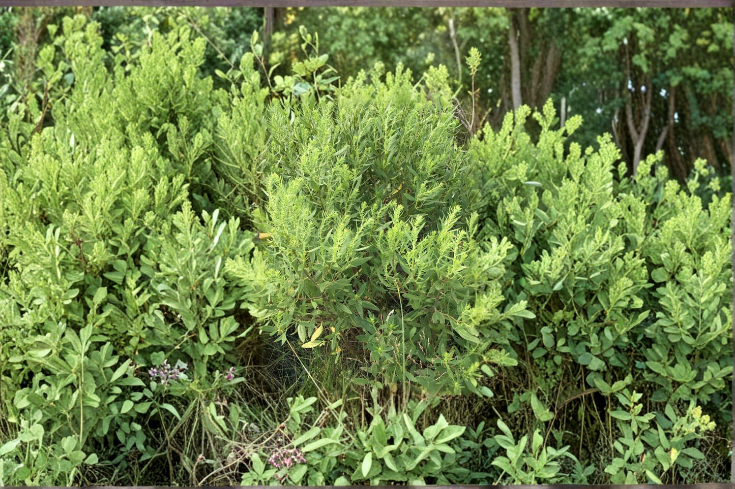Jesuit's Bark Live Plant 1 Gallon Pot Iva frutescens Coastal Shrub Salt Tolerant Native Plant for Landscaping