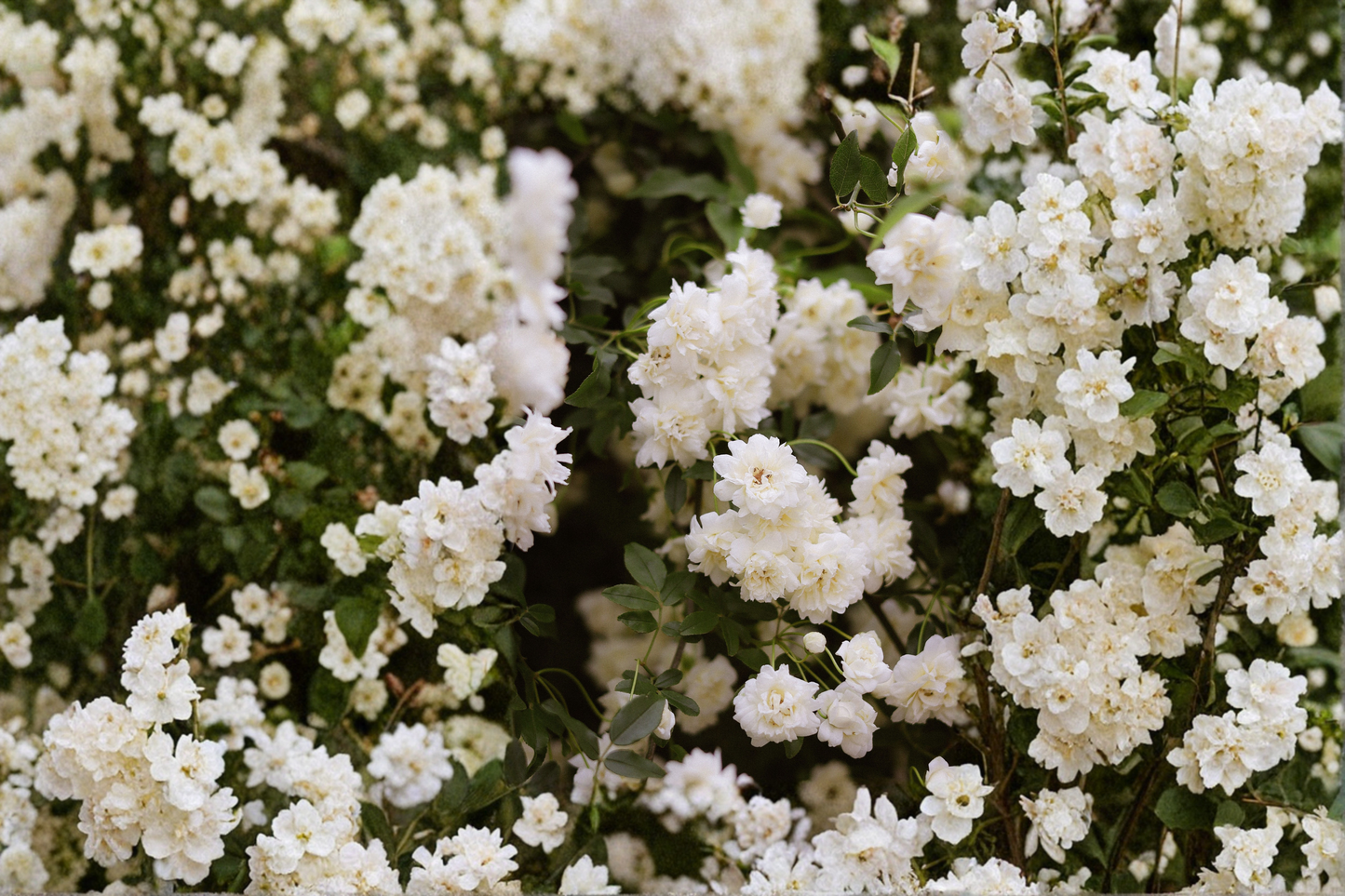 White Lady Banks Rose Live Plants – 1 Qt Pots, Climbing Rose, White Blooms, Rosa banksiae 'Alba Plena', Garden Vine
