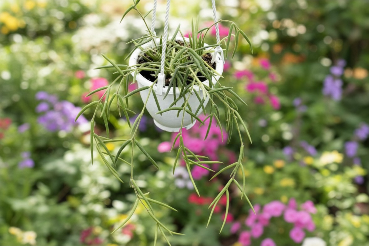 Hoya Linearis Live Plant in 4.5 Inch Pot, Trailing Houseplant, Rare String Hoya, Indoor Hanging Plant, Collector Gift