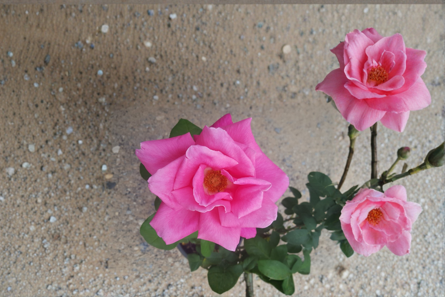 Perfume Delight Hybrid Tea Rose Plant, Pink Flowering Bush, 3-Gallon Live Rose Shrub for Garden Landscaping