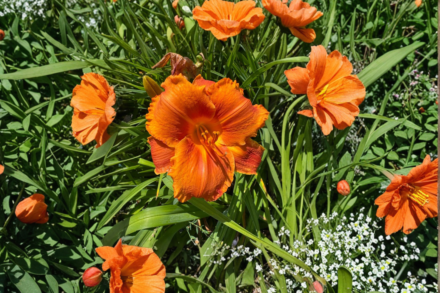 Daylily 'Hot Wire' Bare Root Plants – Red & Yellow Bi-Color Perennial for Summer Garden Flowers