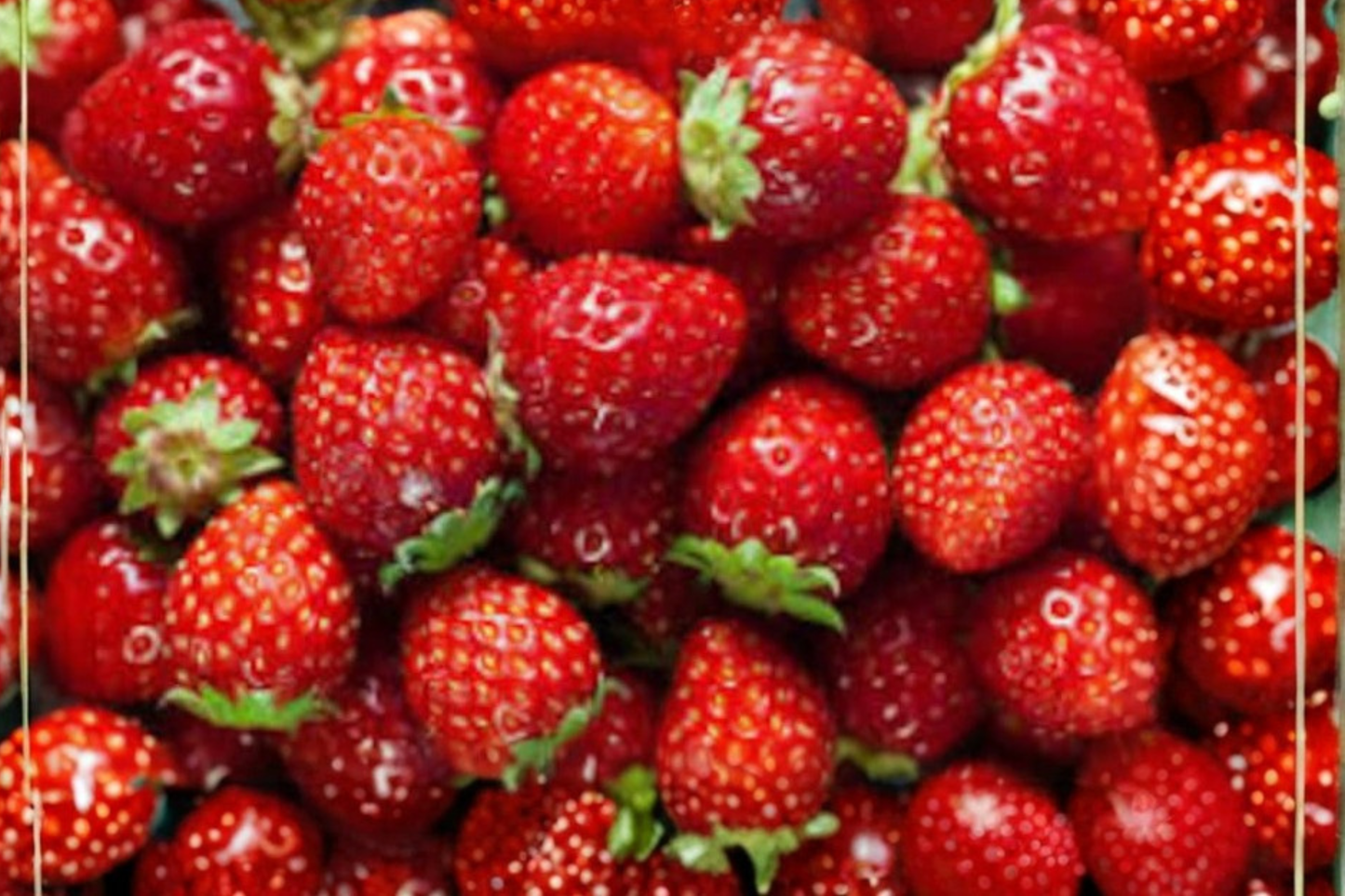 Climbing Strawberry Seeds Pack - Rare Fragaria spp. Fruit Variety for Vertical Gardens & Containers