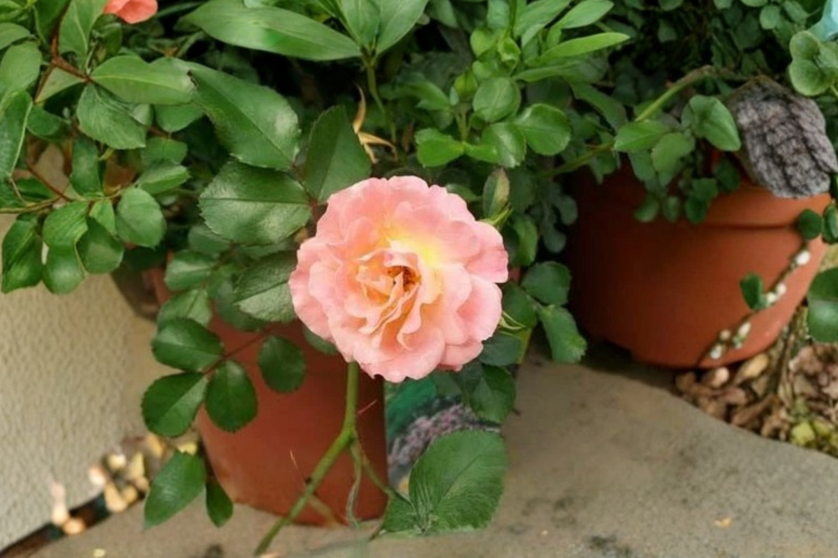 Groundcover Rose 5 Gal Peach Drift Rosa spp. Low Spreading Flowering Shrub for Garden Borders