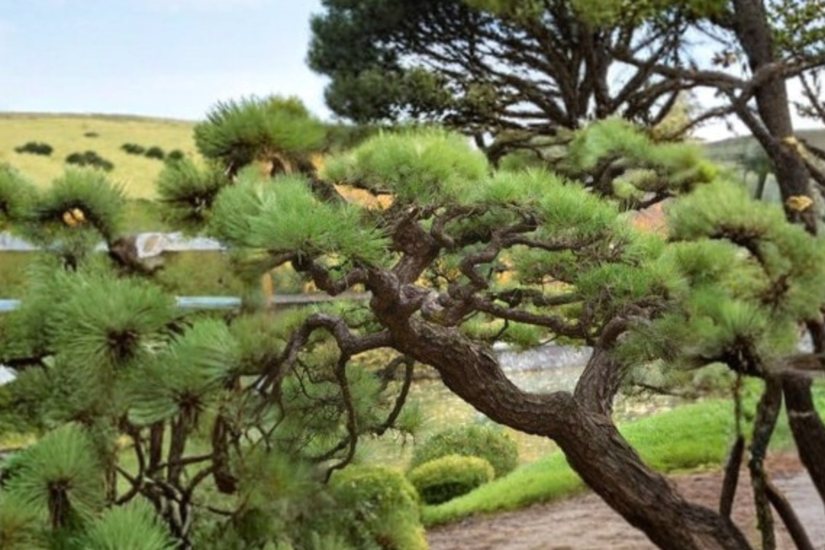 Japanese Black Pine Live Plant – 18 Inch Tall, Pinus thunbergii, Evergreen Bonsai Tree in 1-Gallon Pot