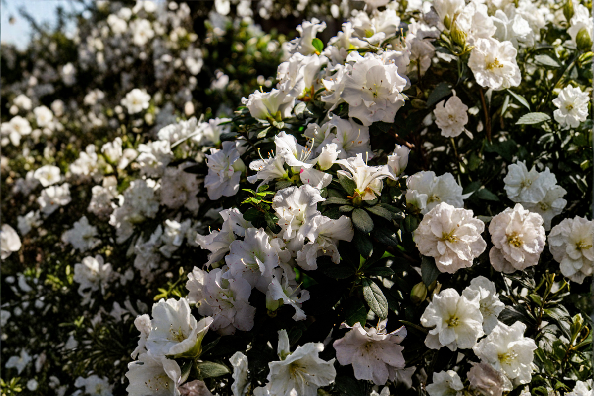 White Gumpo Dwarf Azalea Live Starter Plant – Evergreen Rhododendron