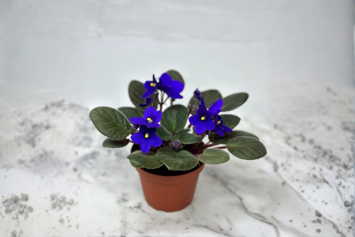 African Violet Starter Plant – Compact Indoor Flowering Houseplant, Saintpaulia ionantha, Blooming Gift
