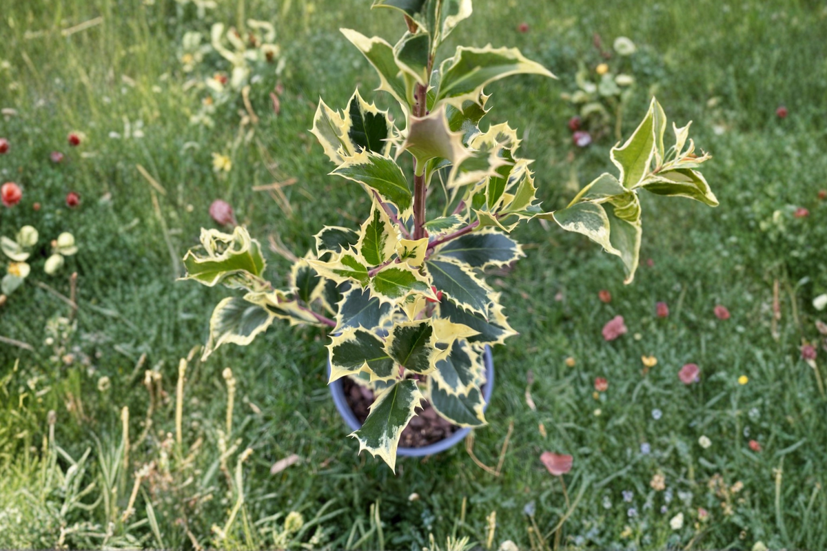 Variegated English Holly Plant | 4 Inch Pot | Ilex aquifolium ‘Argentea Marginata’ | Evergreen Shrub with White Edged Leaves