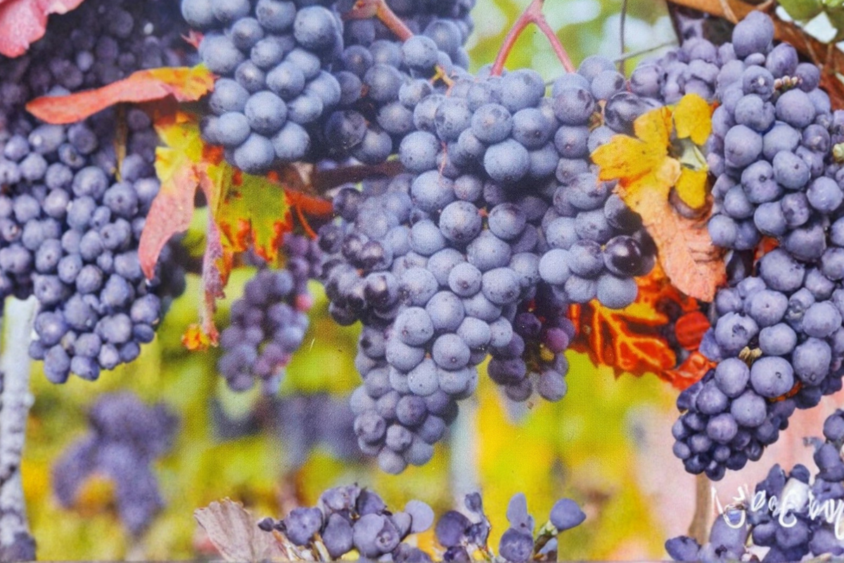 Venus Blue Grape Vine 2 Gallon Live Plant – Blue Table Grape for Home Garden, Trellis, Vineyard, Vitis labrusca