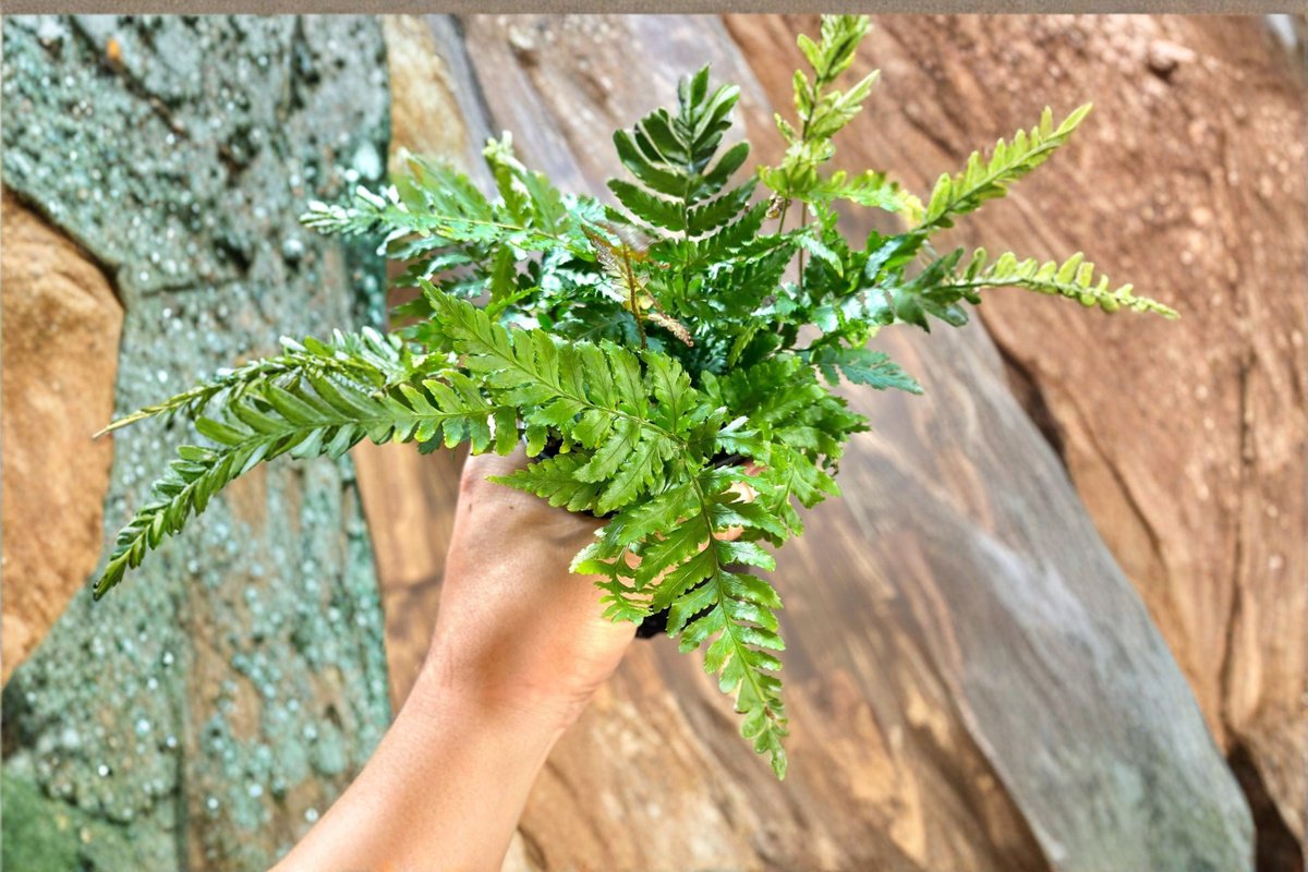 Autumn Fern Live Plant – Easy Care Indoor Outdoor Fern, Coppery Green Foliage, Dryopteris erythrosora, Beginner-Friendly Houseplant