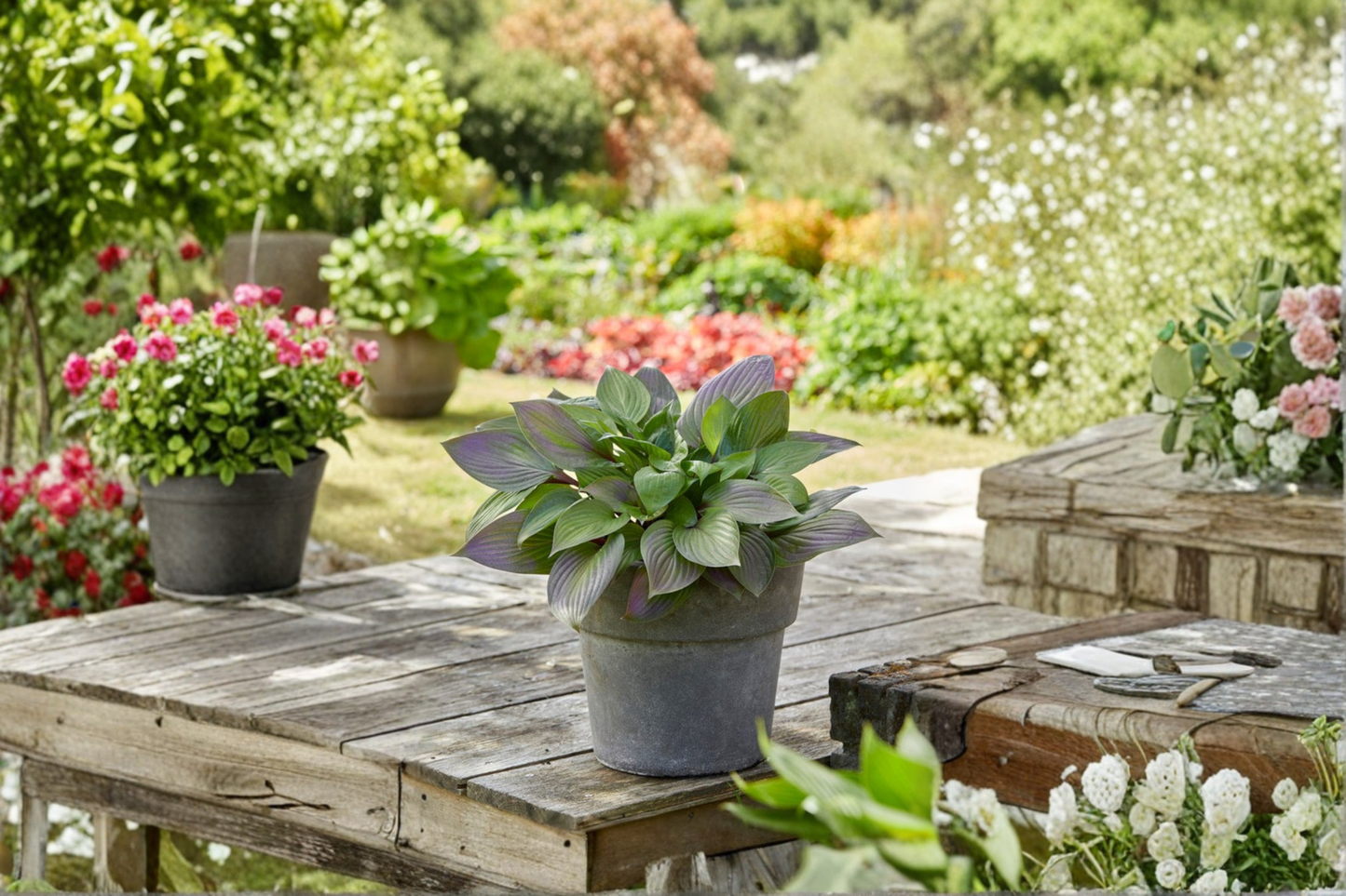 Hosta ‘First Blush’ Bare Root Plant – Shade Perennial, Yellow-Green Foliage, Red Stems, Herbaceous, USDA Zones 3-9