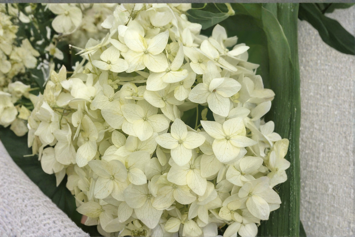Hydrangea Paniculata Chantilly Lace Live Plants, 2 Rooted Starters in 1 Qt Pots, White Flower Shrubs for Garden Borders