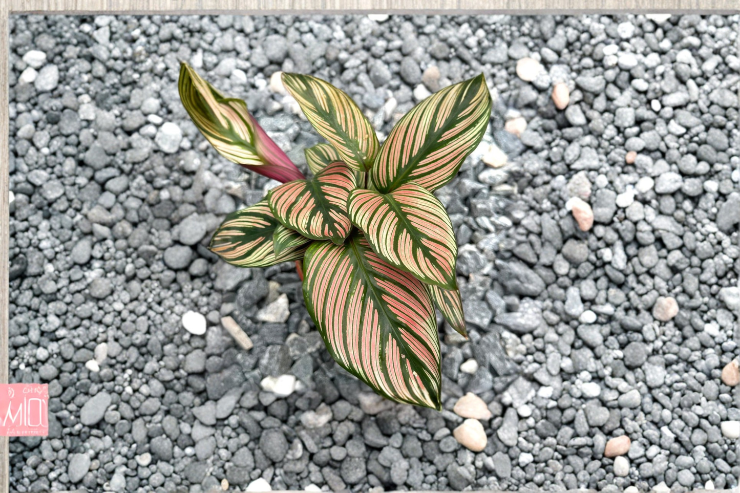 Calathea White Star Live Plant, 3-Inch Pot, Pet Safe Indoor Tropical Houseplant, Striped Foliage, Goeppertia majestica