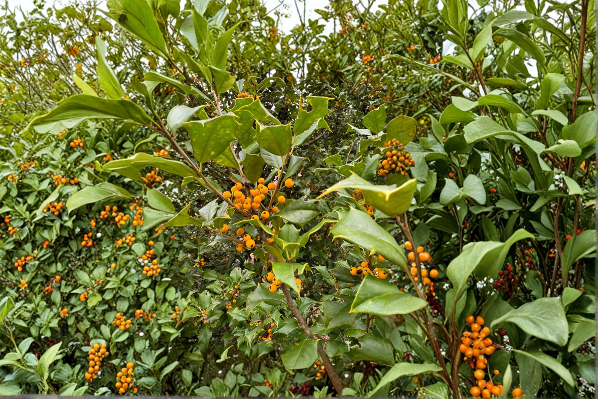 Live Goldie American Holly Plant in Quart Pot, Evergreen Shrub with Yellow Berries, Ilex opaca ‘Goldie’ for Landscape and Garden