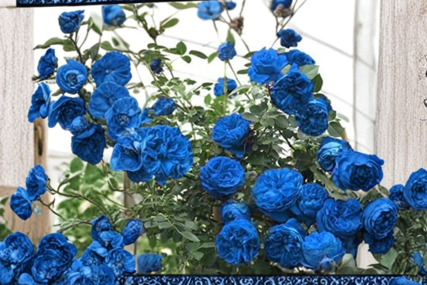 Blue Climbing Rose Seeds - Rare Fragrant Rose Flower Seeds for Trellis & Garden Planting, Rosa hybrid