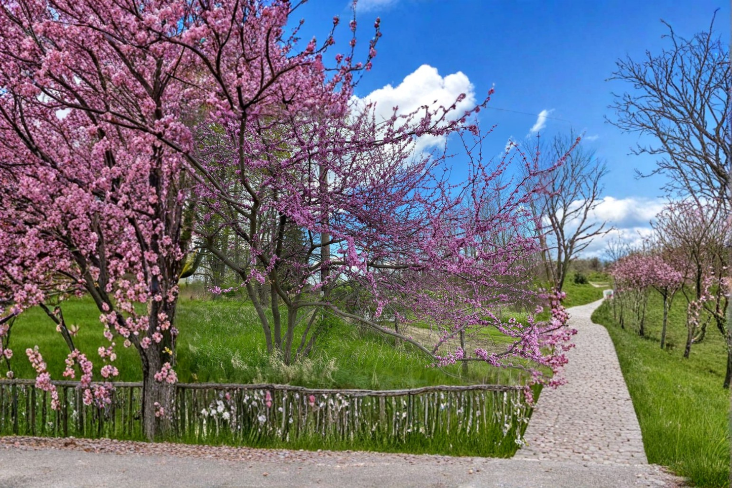 Eastern Redbud Live Plant 1 Gallon Pot – Cercis canadensis Pink Flowering Tree for Garden & Landscape