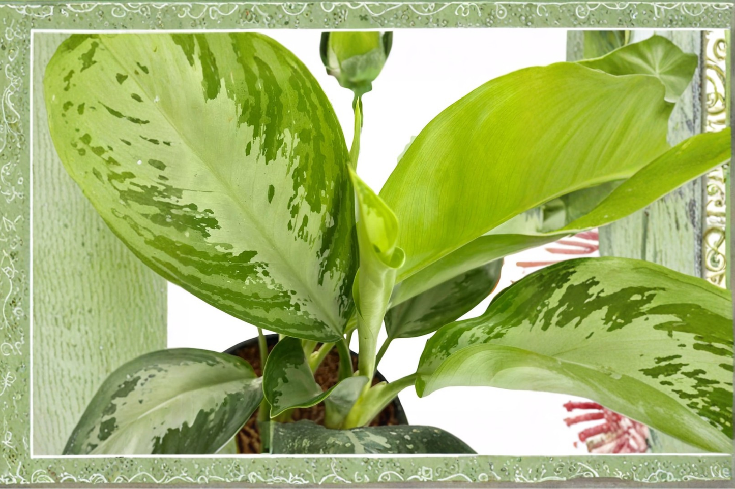 Aglaonema Silver Bay Live Plant, Indoor Houseplant, Tropical Chinese Evergreen, Easy-Care Foliage Plant