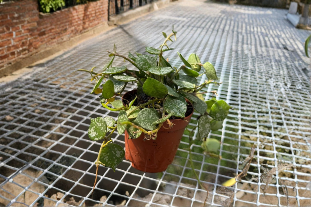 Hoya Curtisii Live Plant 2 Inch Rooted Starter Tropical Houseplant with Silver Speckled Foliage