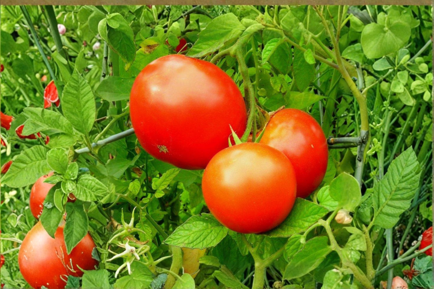 Live Park's Whopper Tomato Starter Plant – Solanum lycopersicum, Perfect for Gardens & Containers