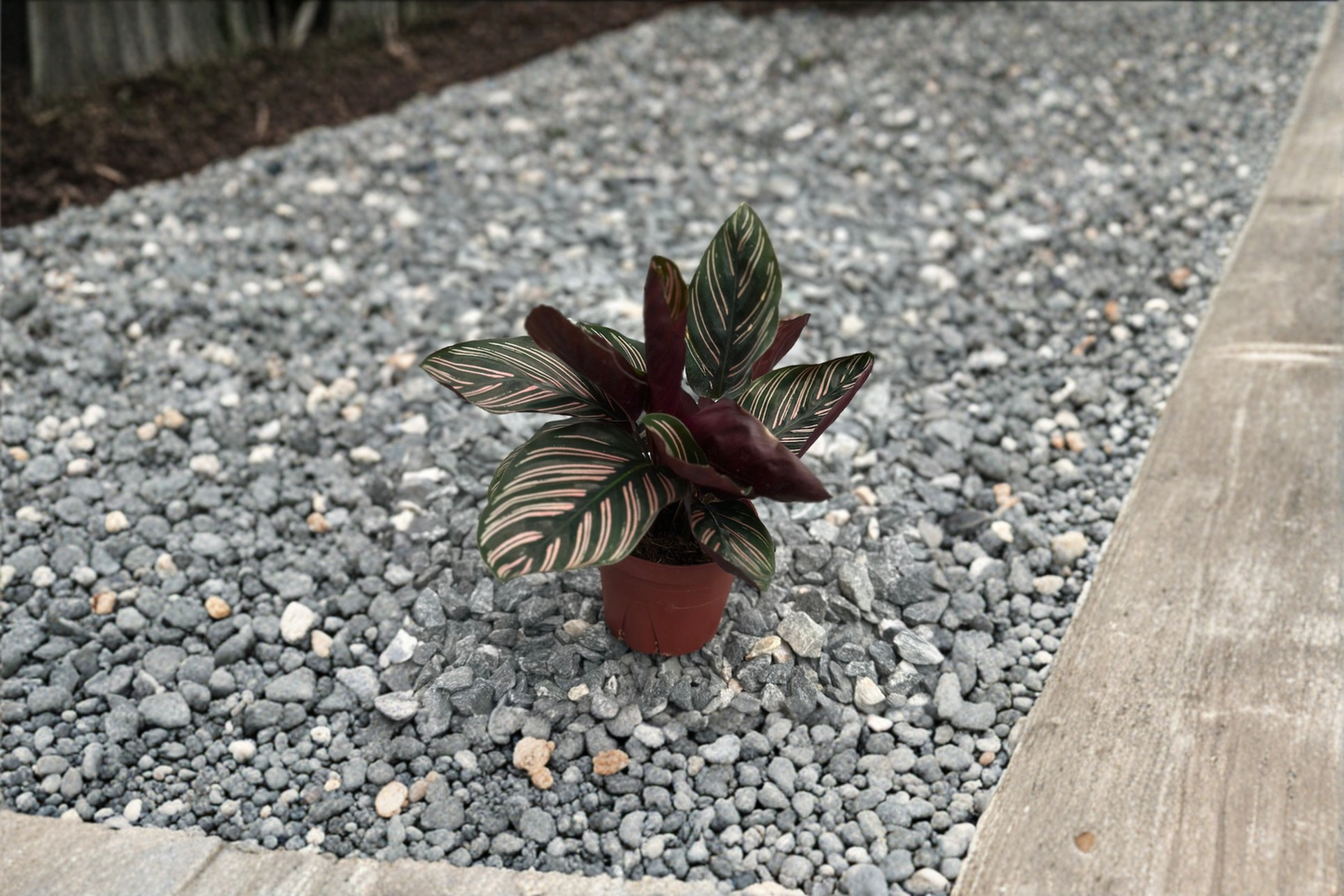 Calathea Ornata Live Plant, 3-Inch Pot, Pinstripe Foliage, Tropical Houseplant, Indoor Foliage, Gift, Goeppertia ornata
