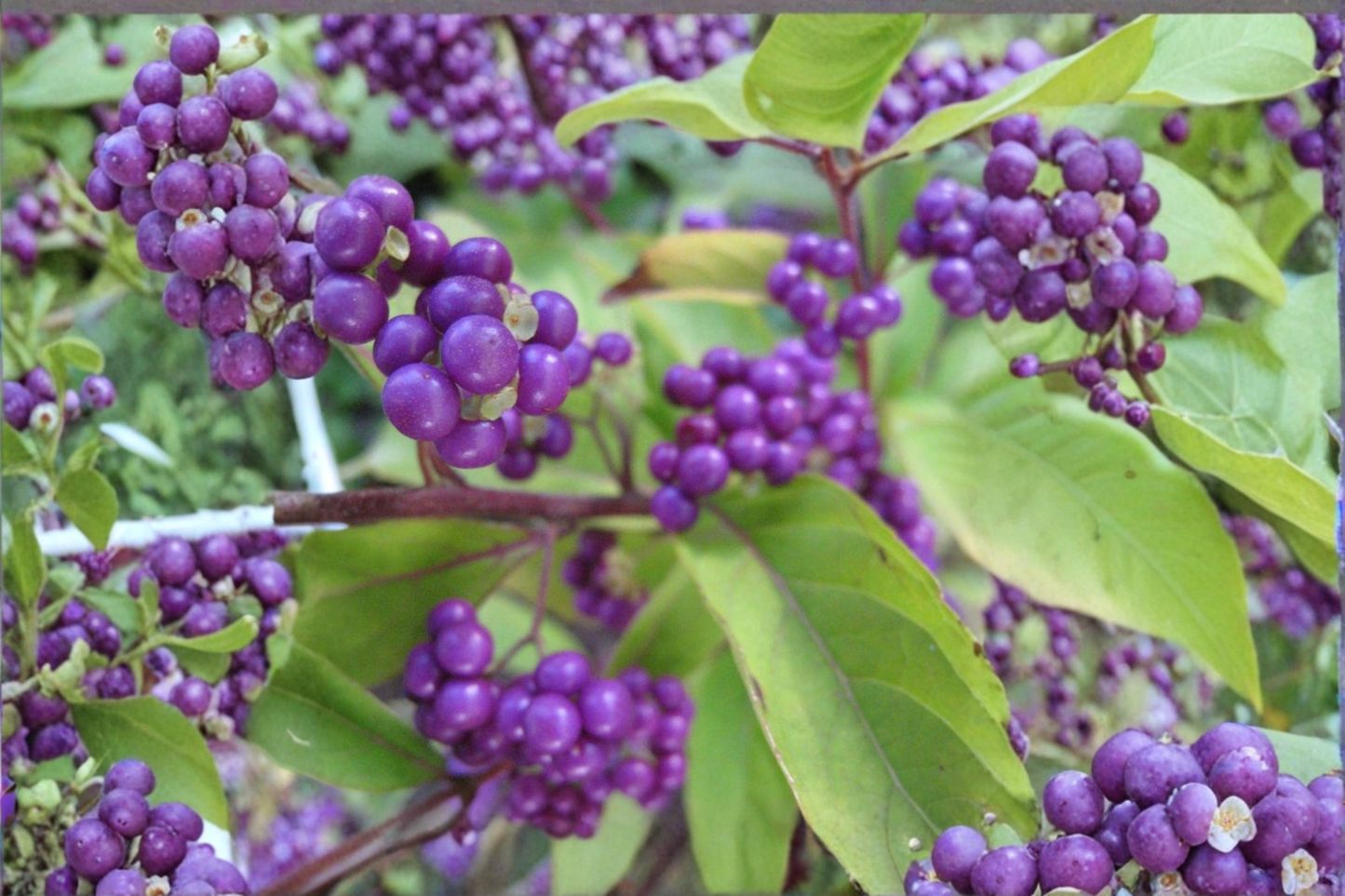 Purple Beautyberry ‘Issai’ Live Plant 3 Gallon – Callicarpa dichotoma Berry Shrub for Garden Landscape